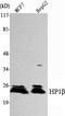 Chromobox 1 antibody, M04206-1, Boster Biological Technology, Western Blot image 