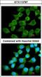NADH:Ubiquinone Oxidoreductase Core Subunit S1 antibody, LS-C186330, Lifespan Biosciences, Immunocytochemistry image 