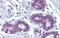 Myc-associated zinc finger protein antibody, 25-411, ProSci, Enzyme Linked Immunosorbent Assay image 