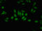 G Protein Pathway Suppressor 2 antibody, orb400852, Biorbyt, Immunocytochemistry image 