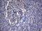 Pw1 antibody, NBP2-46379, Novus Biologicals, Immunohistochemistry paraffin image 