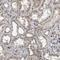 CAP-Gly Domain Containing Linker Protein 2 antibody, HPA020430, Atlas Antibodies, Immunohistochemistry frozen image 