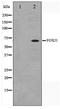 Forkhead box protein J1 antibody, TA347567, Origene, Western Blot image 