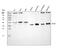 CD1b Molecule antibody, A02158-2, Boster Biological Technology, Western Blot image 