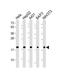 Peptidylprolyl Isomerase B antibody, 61-327, ProSci, Western Blot image 