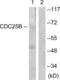 Cell Division Cycle 25B antibody, LS-C117853, Lifespan Biosciences, Western Blot image 