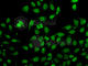GC-A antibody, A7086, ABclonal Technology, Immunofluorescence image 