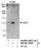 SMG8 Nonsense Mediated MRNA Decay Factor antibody, NB100-74598, Novus Biologicals, Immunoprecipitation image 