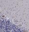 Plexin-A4 antibody, NBP1-85128, Novus Biologicals, Immunohistochemistry frozen image 