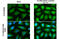 Staufen Double-Stranded RNA Binding Protein 1 antibody, GTX106566, GeneTex, Immunocytochemistry image 