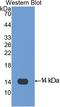 Platelet Factor 4 antibody, LS-C295962, Lifespan Biosciences, Western Blot image 