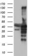 Nuclear Receptor Binding Factor 2 antibody, LS-C338924, Lifespan Biosciences, Western Blot image 