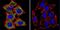Nuclear Receptor Subfamily 3 Group C Member 2 antibody, GTX22774, GeneTex, Immunofluorescence image 