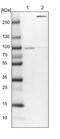 Rho GTPase-activating protein 17 antibody, PA5-59683, Invitrogen Antibodies, Western Blot image 