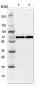 G3BP Stress Granule Assembly Factor 2 antibody, PA5-53776, Invitrogen Antibodies, Western Blot image 