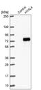 Hyaluronidase 4 antibody, PA5-56152, Invitrogen Antibodies, Western Blot image 