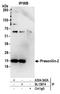 Presenilin 2 antibody, A304-342A, Bethyl Labs, Immunoprecipitation image 