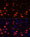 Calbindin 2 antibody, 23-912, ProSci, Immunofluorescence image 