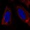 Leucine Zipper Protein 6 antibody, HPA077907, Atlas Antibodies, Immunofluorescence image 