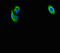 Par1 antibody, LS-C395808, Lifespan Biosciences, Immunofluorescence image 