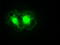 Noggin antibody, TA500116, Origene, Immunofluorescence image 