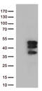 Transcription cofactor vestigial-like protein 3 antibody, TA812787S, Origene, Western Blot image 
