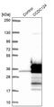 Coiled-Coil Domain Containing 124 antibody, PA5-59686, Invitrogen Antibodies, Western Blot image 