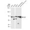 Tumor Protein P63 antibody, GTX01529, GeneTex, Western Blot image 