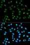 Heterogeneous nuclear ribonucleoproteins A2/B1 antibody, orb49059, Biorbyt, Immunofluorescence image 