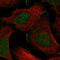 ATP Binding Cassette Subfamily B Member 4 antibody, HPA049395, Atlas Antibodies, Immunocytochemistry image 