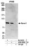 Ribonucleoprotein, PTB Binding 1 antibody, A303-939A, Bethyl Labs, Immunoprecipitation image 