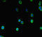 COMM Domain Containing 10 antibody, LS-C677576, Lifespan Biosciences, Immunofluorescence image 