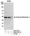 Carbonyl Reductase 1 antibody, A304-773A, Bethyl Labs, Immunoprecipitation image 
