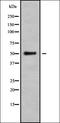 BCL6B Transcription Repressor antibody, orb337871, Biorbyt, Western Blot image 