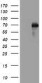 TNF Receptor Superfamily Member 8 antibody, TA801772AM, Origene, Western Blot image 