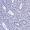 Zona Pellucida Binding Protein antibody, HPA058673, Atlas Antibodies, Immunohistochemistry frozen image 