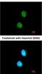 LSM4 antibody, NBP2-17182, Novus Biologicals, Immunofluorescence image 