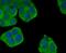 DNM2 antibody, NBP2-66813, Novus Biologicals, Immunofluorescence image 