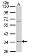 Fibrinogen Like 1 antibody, NBP2-16486, Novus Biologicals, Western Blot image 