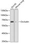 Occludin antibody, 14-548, ProSci, Western Blot image 