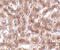 CUE Domain Containing 1 antibody, 4829, ProSci, Immunohistochemistry frozen image 