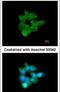 Chloride Channel Accessory 1 antibody, PA5-21288, Invitrogen Antibodies, Immunofluorescence image 
