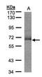 Sulfite oxidase, mitochondrial antibody, GTX105902, GeneTex, Western Blot image 