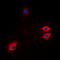 GFAP antibody, LS-C358771, Lifespan Biosciences, Immunofluorescence image 