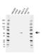Aml1 antibody, VMA00512, Bio-Rad (formerly AbD Serotec) , Western Blot image 
