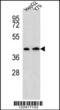 Aminoadipate Aminotransferase antibody, 55-064, ProSci, Western Blot image 