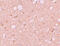 SEC14 And Spectrin Domain Containing 1 antibody, 5877, ProSci, Immunohistochemistry frozen image 