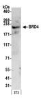 Bromodomain Containing 4 antibody, A301-985A50, Bethyl Labs, Western Blot image 