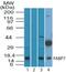 Fatty Acid Binding Protein 7 antibody, PA5-23469, Invitrogen Antibodies, Western Blot image 