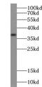 TruB Pseudouridine Synthase Family Member 1 antibody, FNab09031, FineTest, Western Blot image 